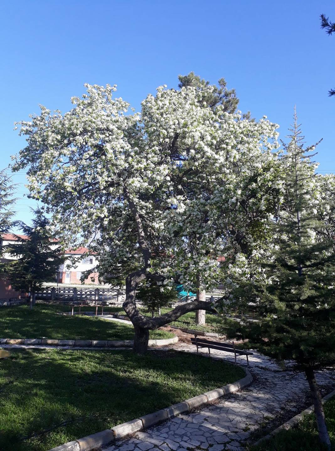 Bozüyük Cihangazi Köyü Resimleri 3