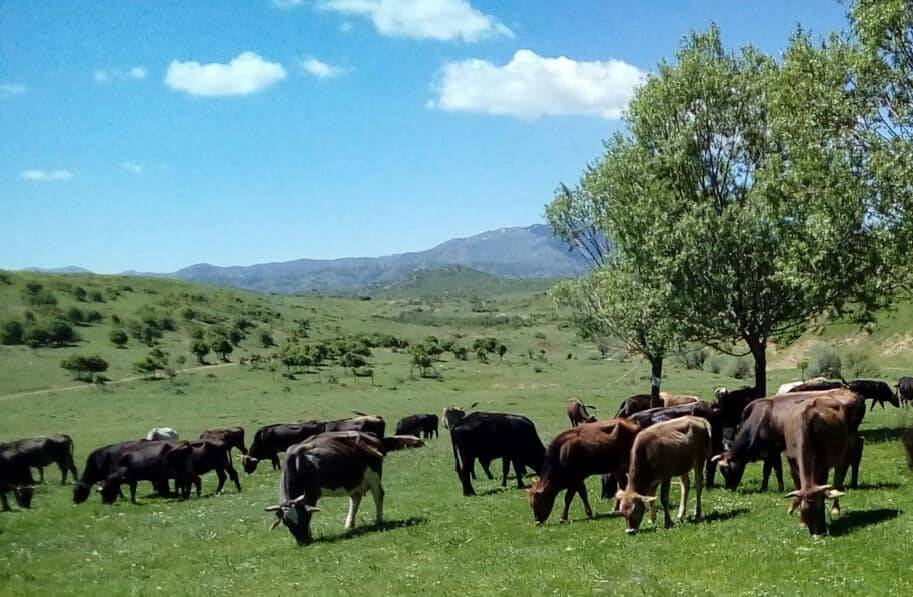 Mutki Koyunlu Köyü Resimleri 5