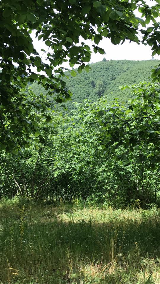 Kocaali Kestanepınarı Köyü Resimleri 5