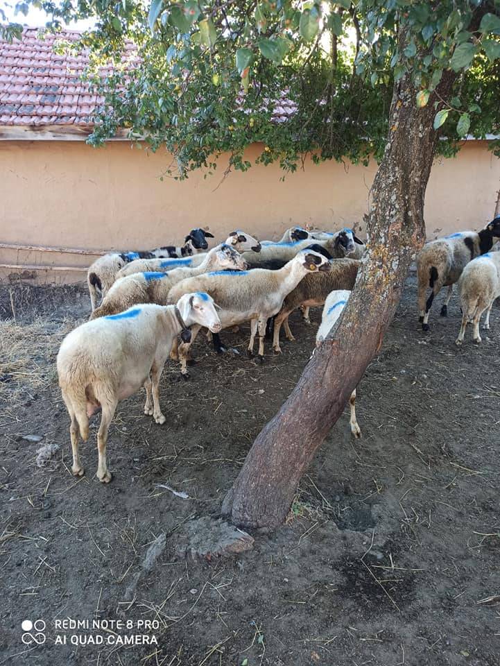 Bozüyük Düzağaç Köyü Resimleri 9