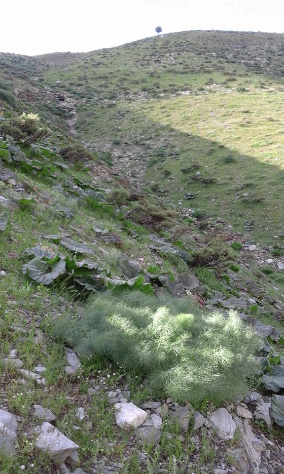 Mutki Tolgalı Köyü Resimleri 7