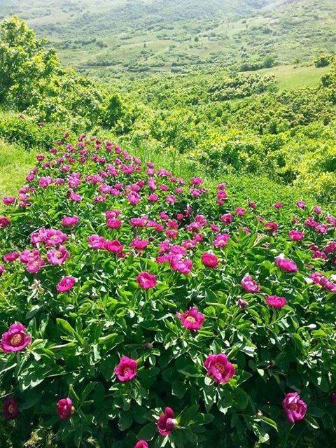 Mutki Yenidoğan Köyü Resimleri 4