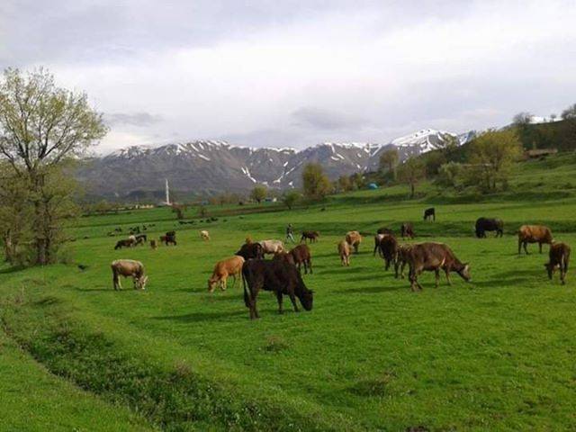 Mutki Yenidoğan Köyü Resimleri 6