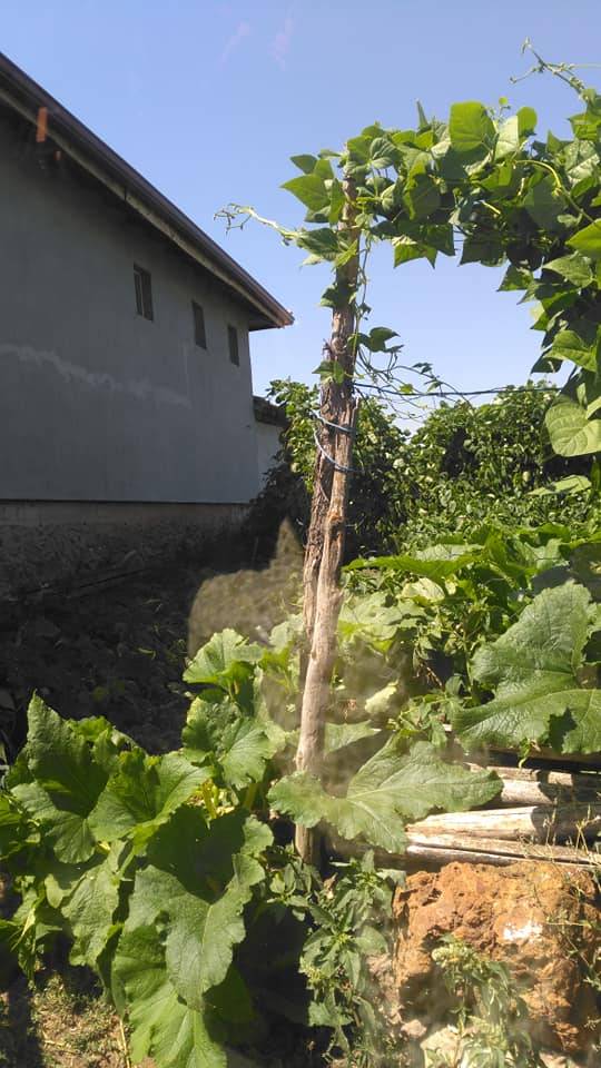 Bozüyük Gökçeli Köyü Resimleri 10