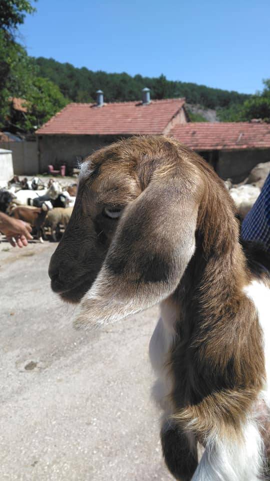 Bozüyük Gökçeli Köyü Resimleri 7