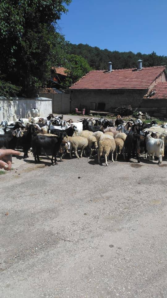 Bozüyük Gökçeli Köyü Resimleri 9