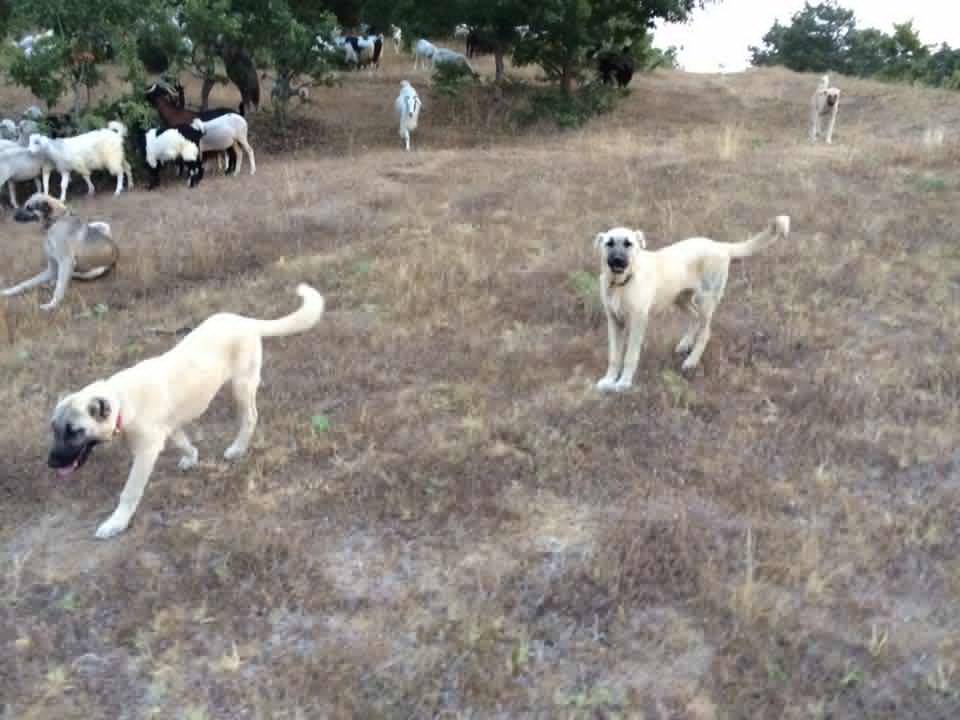 Bozüyük Günyarık Köyü Resimleri 3