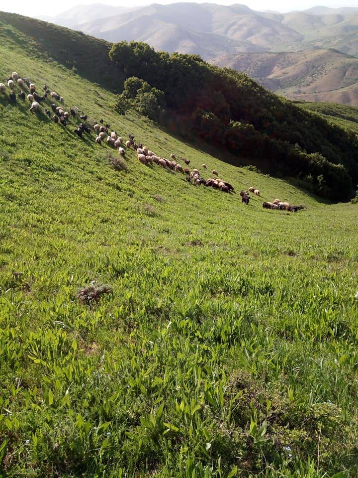 Tatvan Budaklı Köyü Resimleri 9