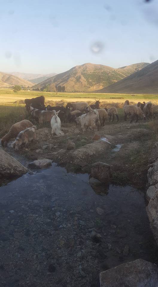 Tatvan Tosunlu Köyü Resimleri 5