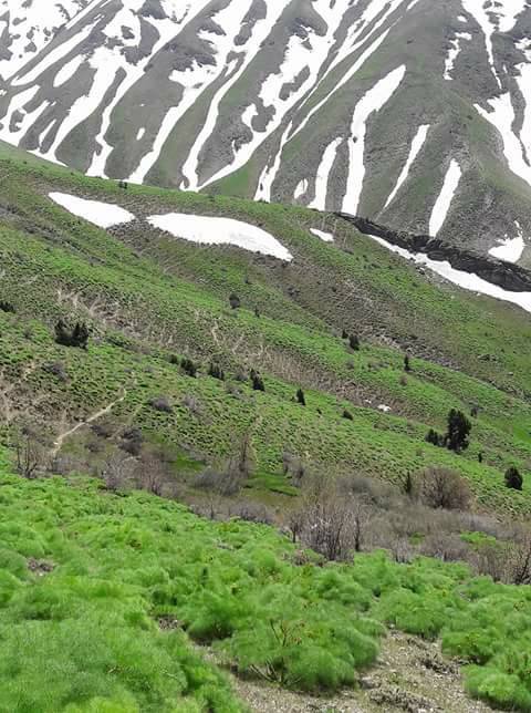 Tatvan Yoncabaşı  Köyü Resimleri 1