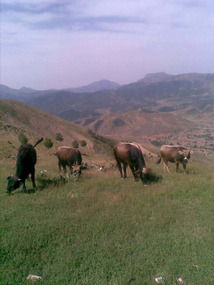 Bitlis Arıdağ Köyü Resimleri 4