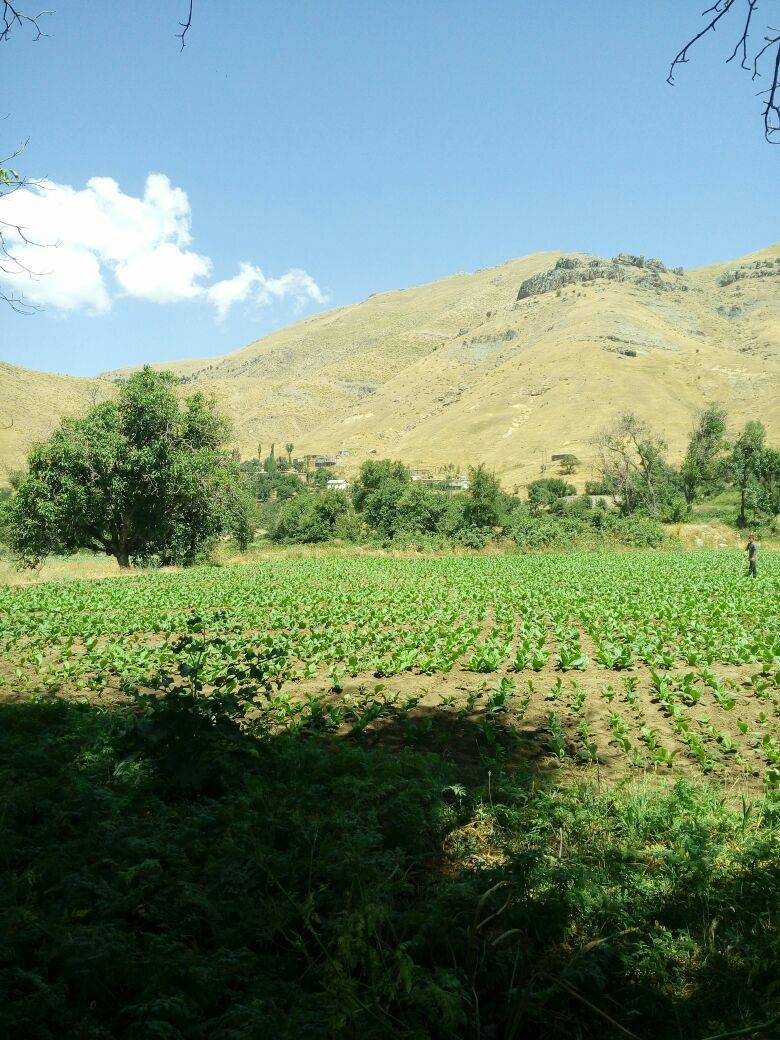 Bitlis Arıdağ Köyü Resimleri 7
