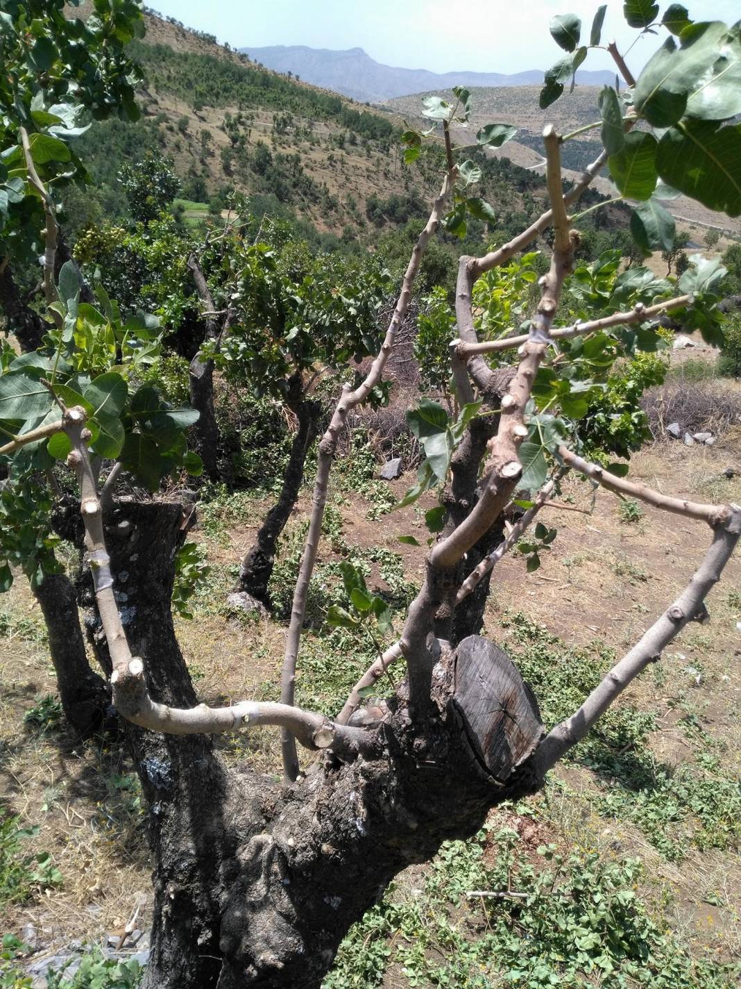 Bitlis Ayrancılar Köyü Resimleri 2