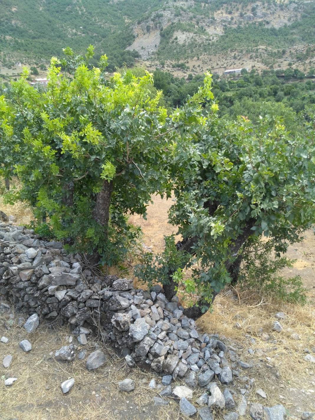 Bitlis Ayrancılar Köyü Resimleri 3
