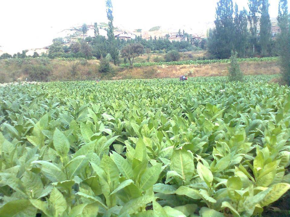 Bitlis Doğruyol Köyü Resimleri 2