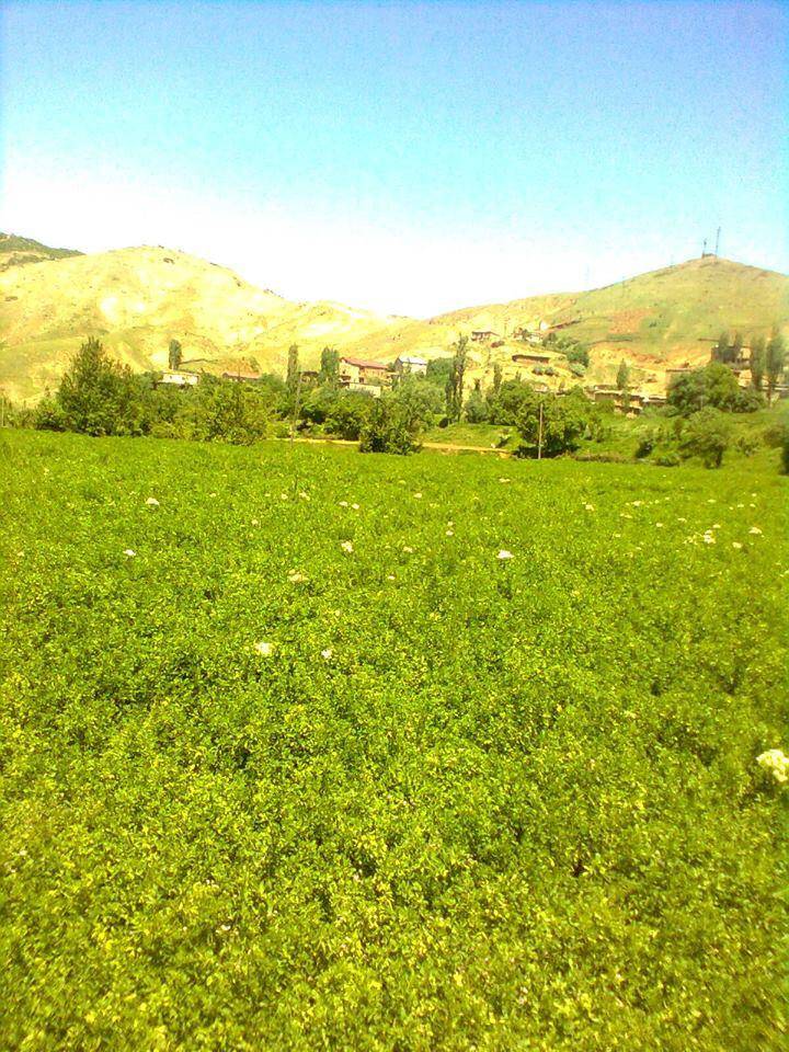 Bitlis Doğruyol Köyü Resimleri 3