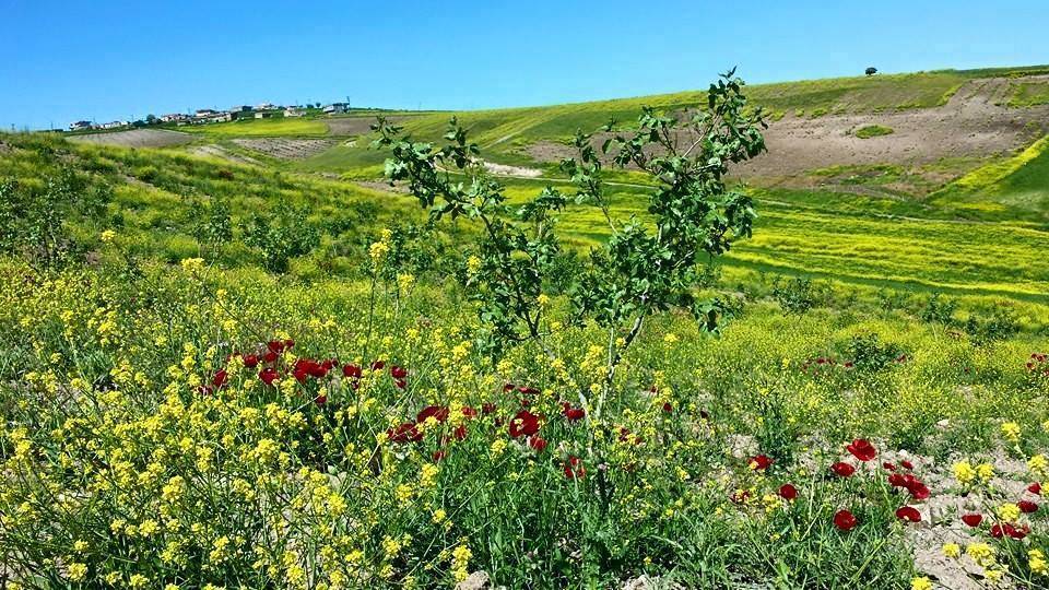 Beşiri Alaca Köyü Resimleri 2