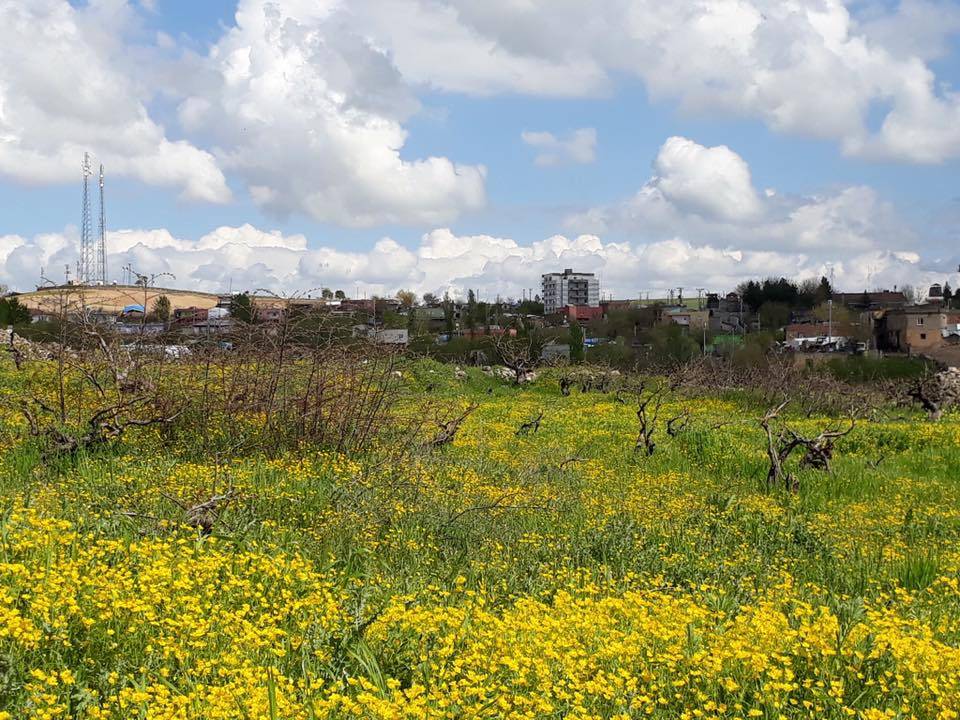 Beşiri Beşpınar Köyü Resimleri 6