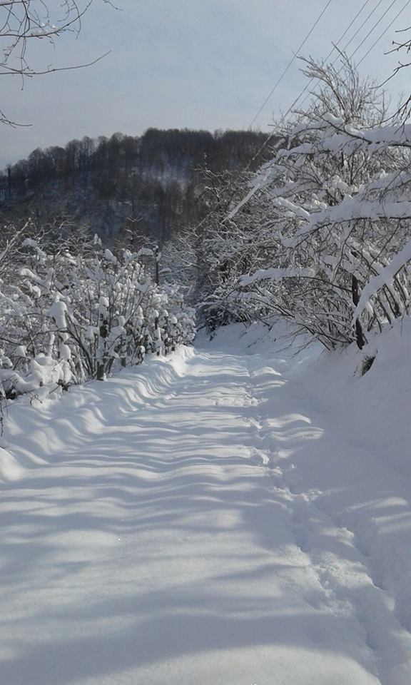 Kocaali Yanıksayvant Köyü Resimleri 1
