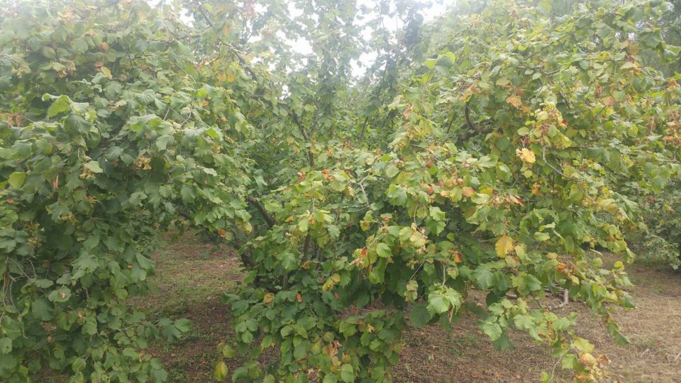 Karapürçek Yazılıgürgen Köyü Resimleri 1