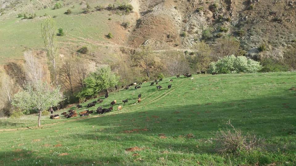 Tokat Ahmetalan Köyü Resimleri 26