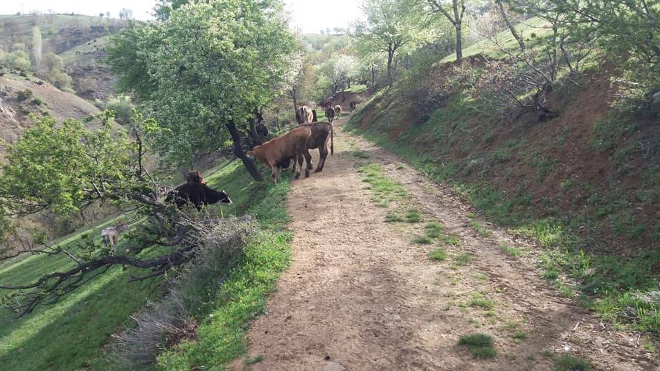 Tokat Ahmetalan Köyü Resimleri 28