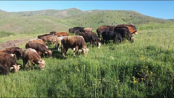 Tokat Akyurt Köyü Resimleri 9