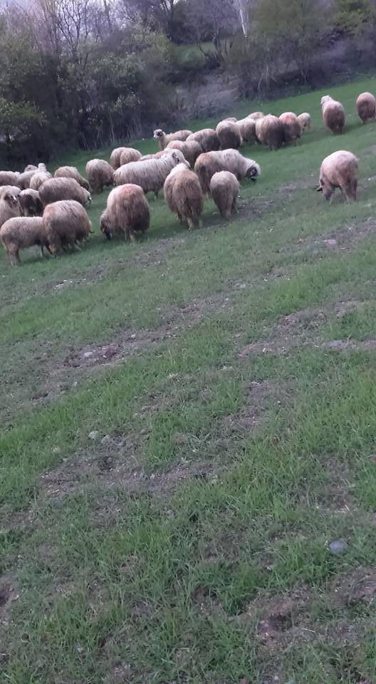 Tokat Aydınca Köyü Resimleri 2