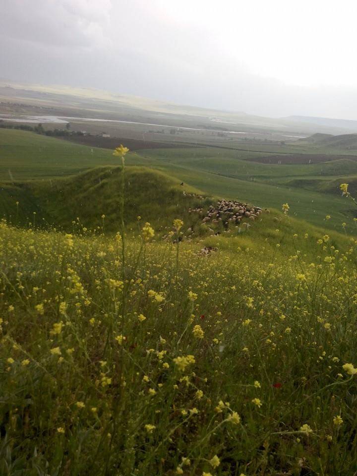 Beşiri Tekağaç Köyü Resimleri 14