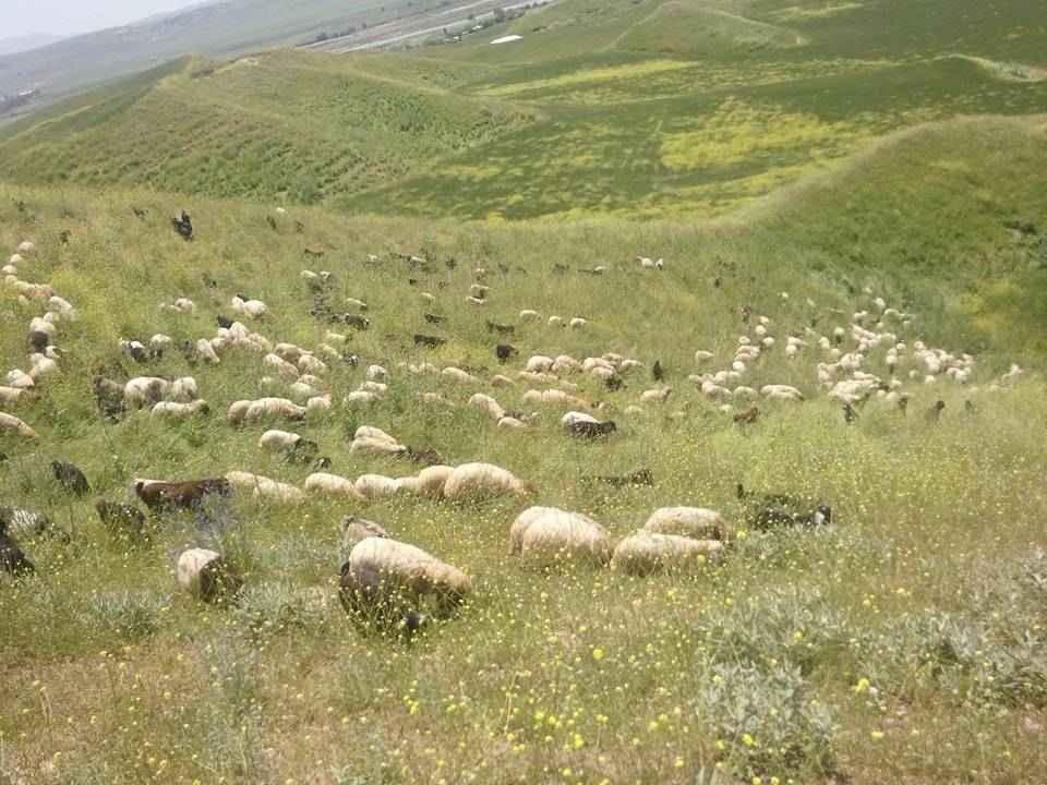 Beşiri Tekağaç Köyü Resimleri 9