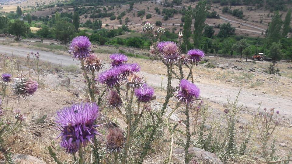 Meram Çukurçimen Köyü Resimleri 5