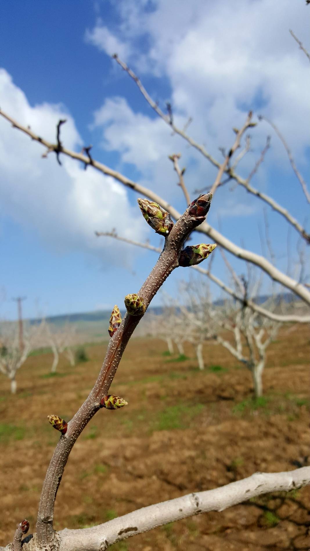 Beşiri Yenipınar Köyü Resimleri 2