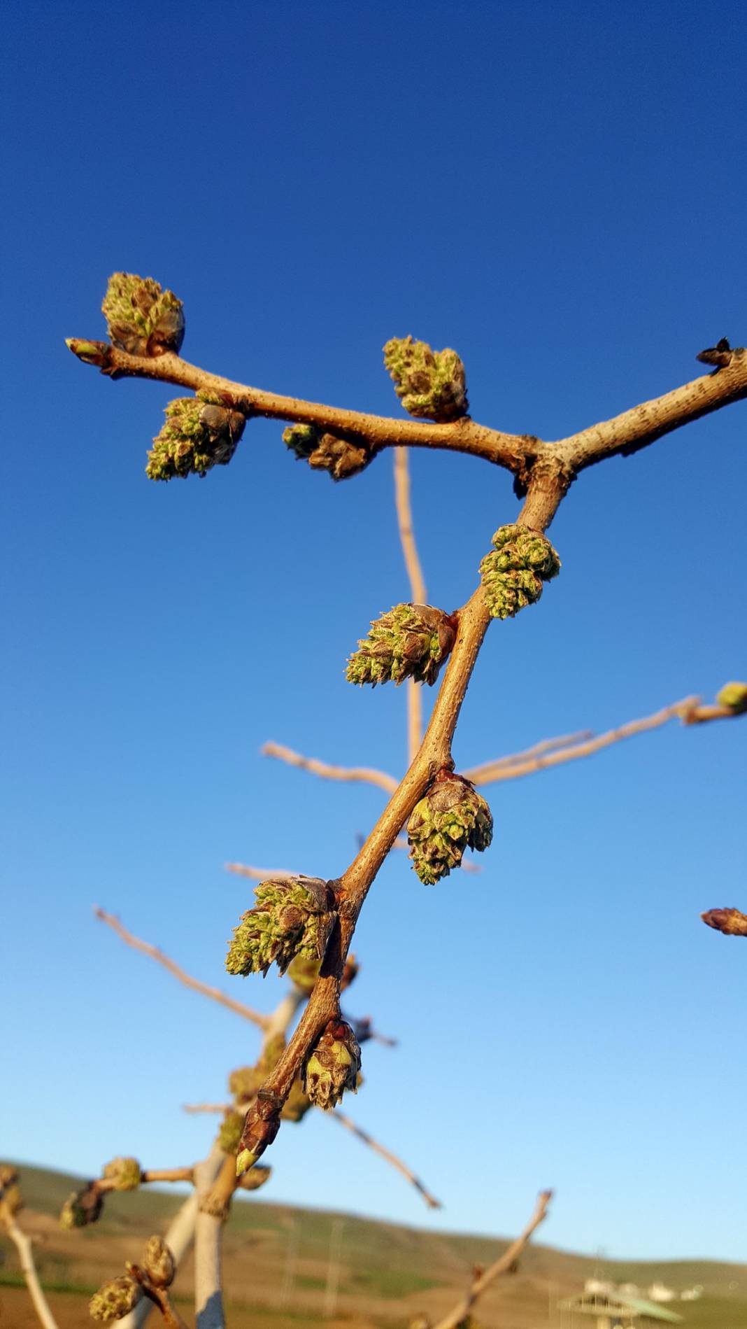 Beşiri Yenipınar Köyü Resimleri 4