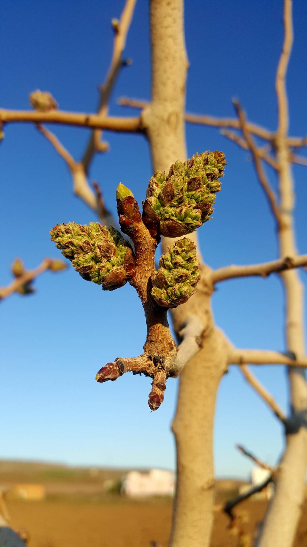 Beşiri Yenipınar Köyü Resimleri 6