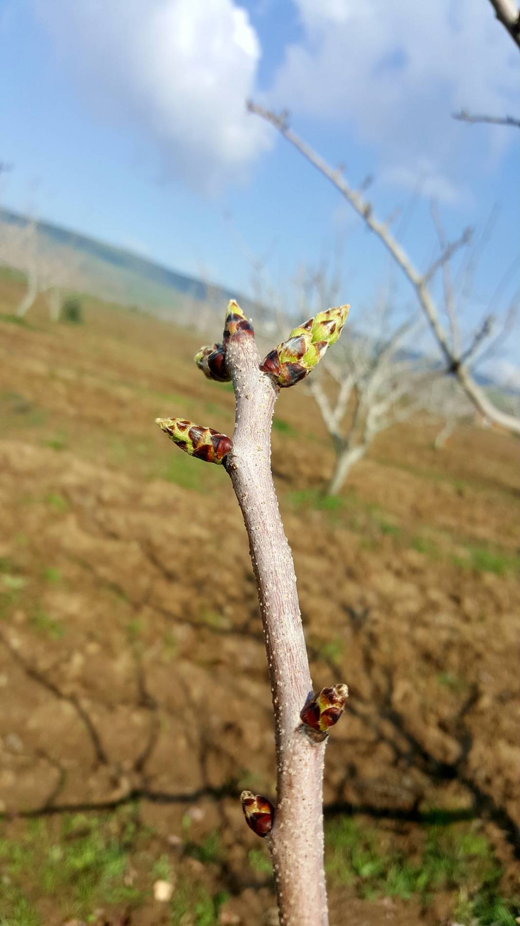 Beşiri Yenipınar Köyü Resimleri 7
