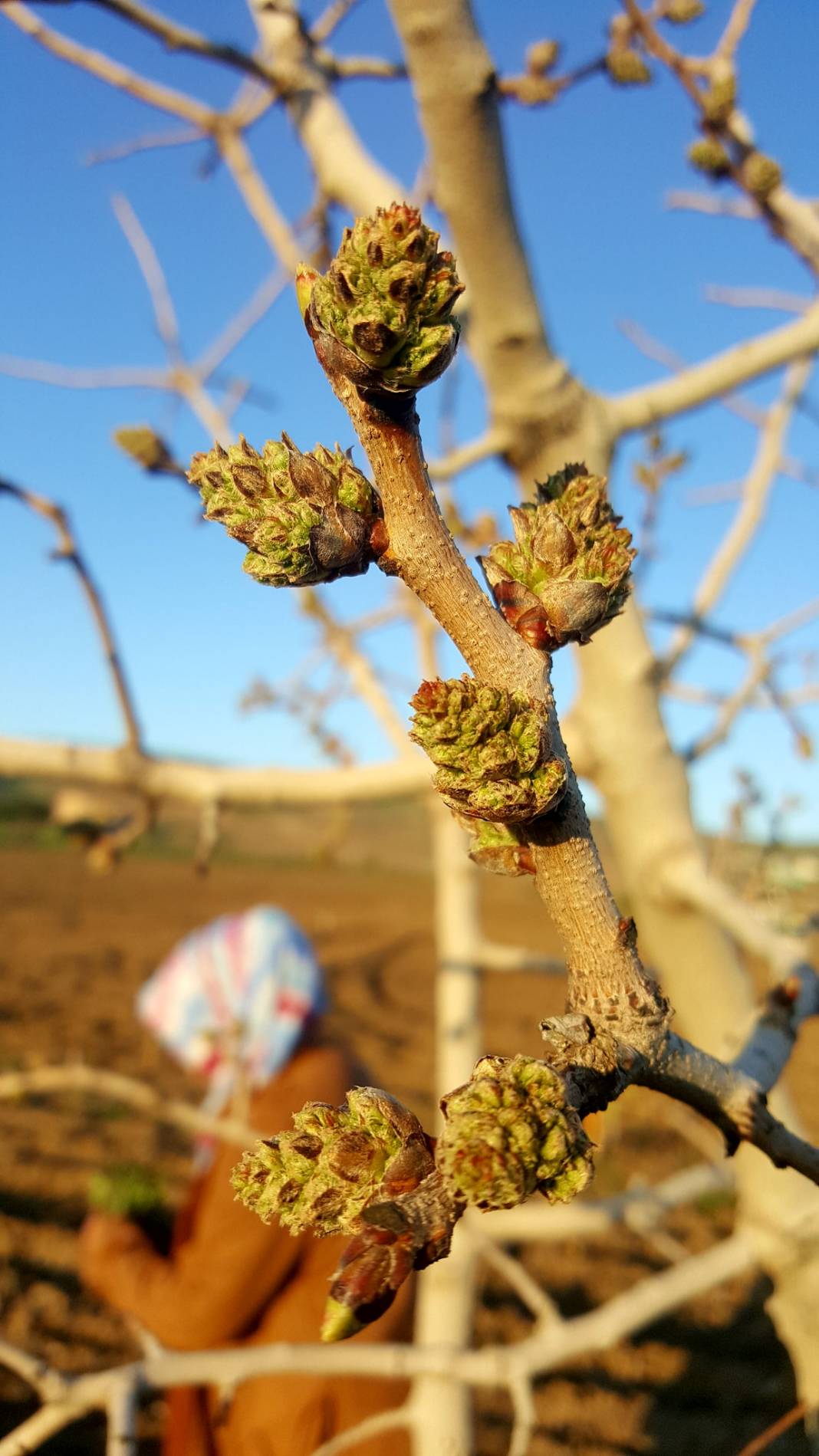 Beşiri Yenipınar Köyü Resimleri 8