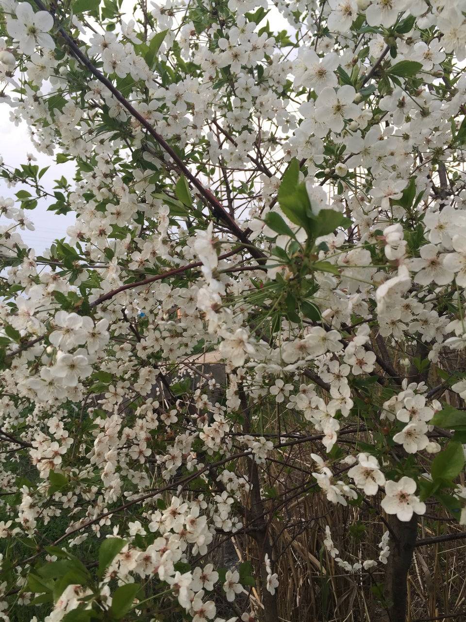 Beşiri Yolkonak Köyü 3