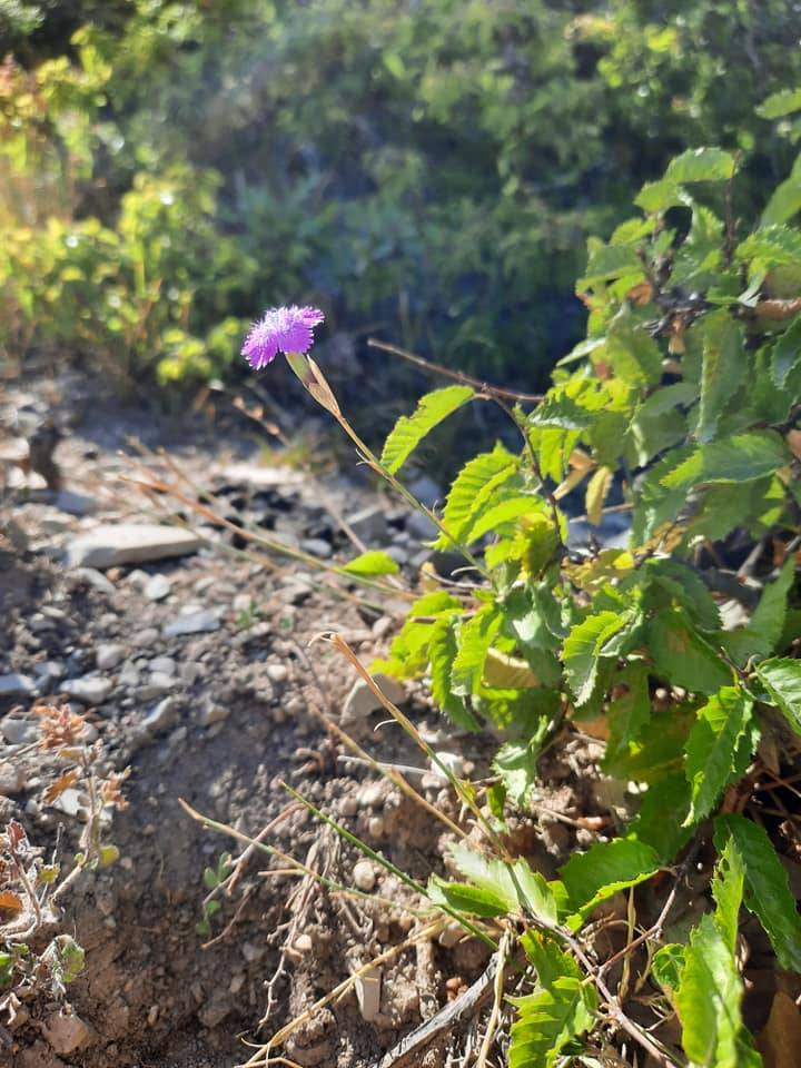 Tokat Daylıhacı Köyü Resimleri 3