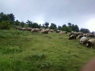 Tokat Dedeli Köyü Resimleri 6