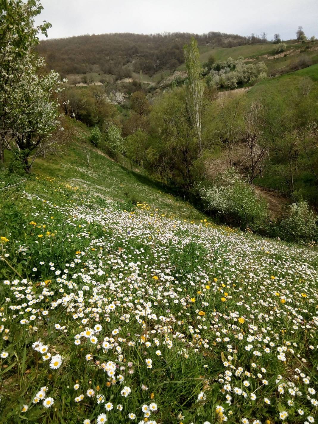 Tokat Derekışla Köyü Resimleri 8