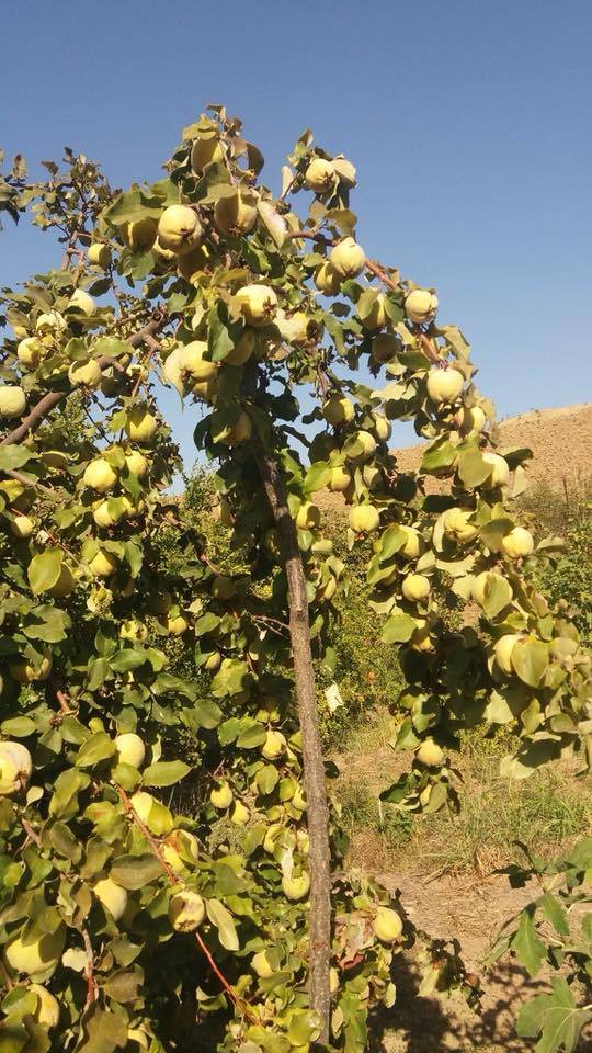 Gercüş Akyar Köyü Resimleri 10