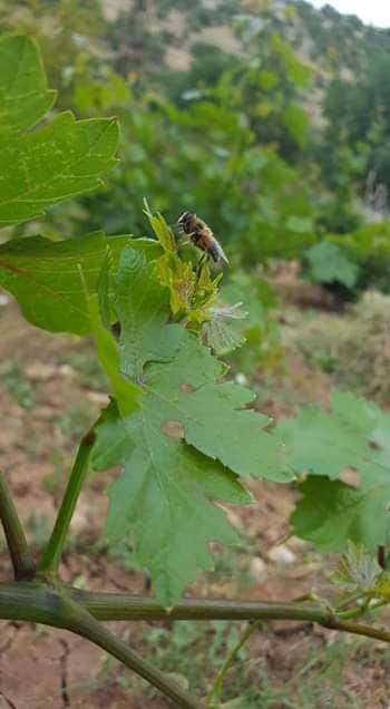 Gercüş Aydınca Köyü Resimleri 3