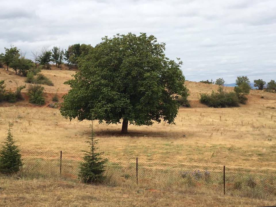 Tokat Gülpınar Köyü Resimleri 5