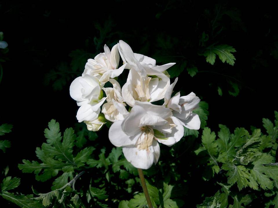 Meram Kumralı Köyü Resimleri 2