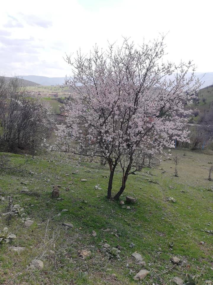 Tokat Şenköy Köyü Resimleri 4