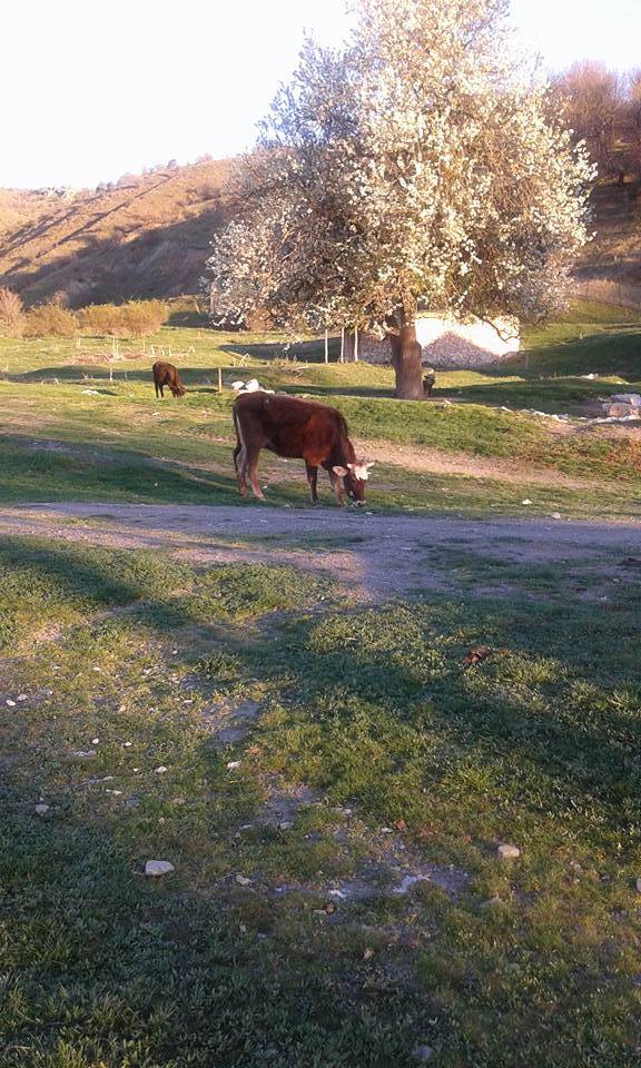 Tokat Yenice Köyü Resimleri 3