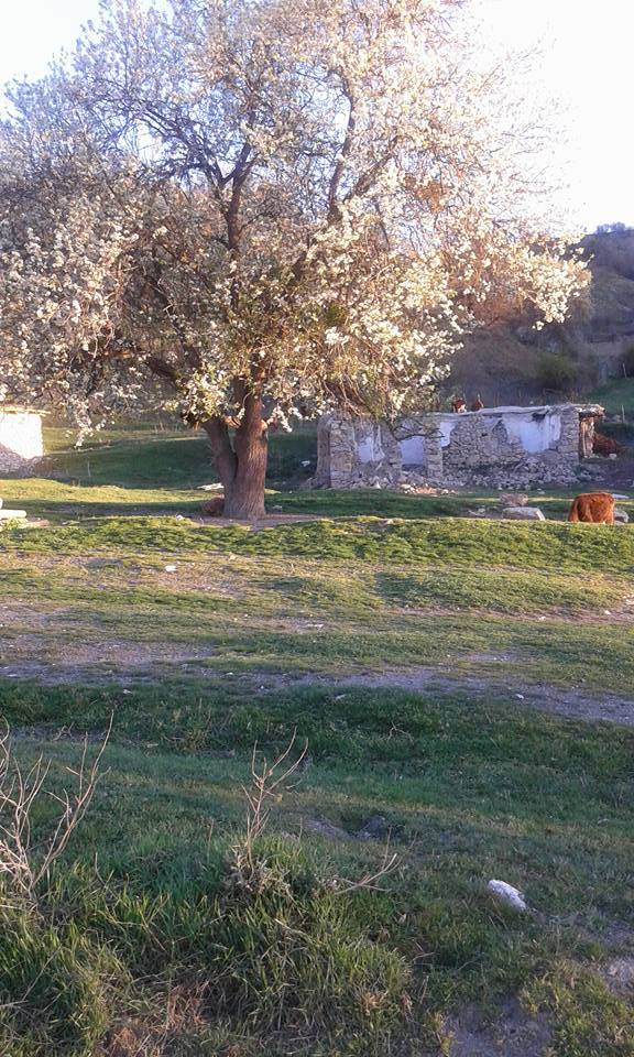 Tokat Yenice Köyü Resimleri 5