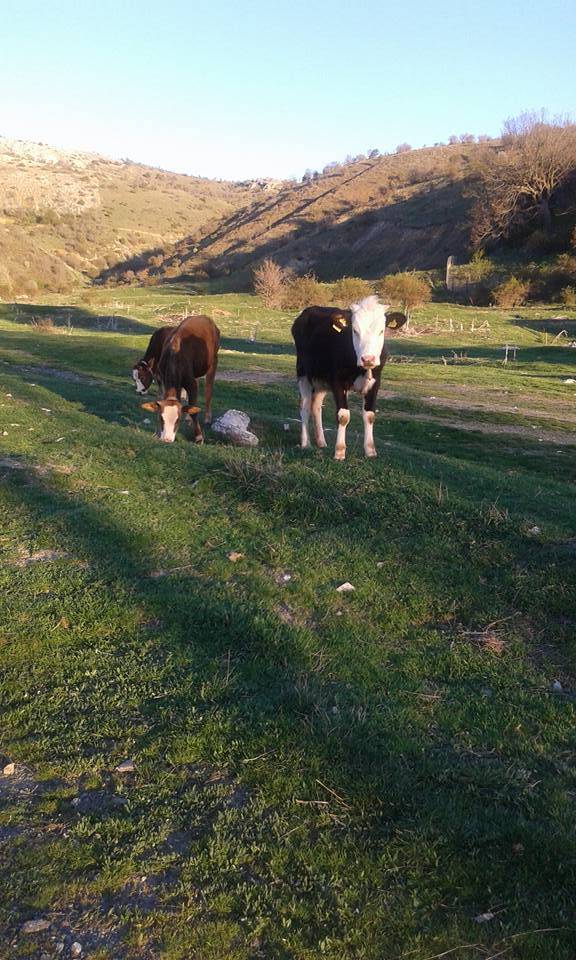 Tokat Yenice Köyü Resimleri 6