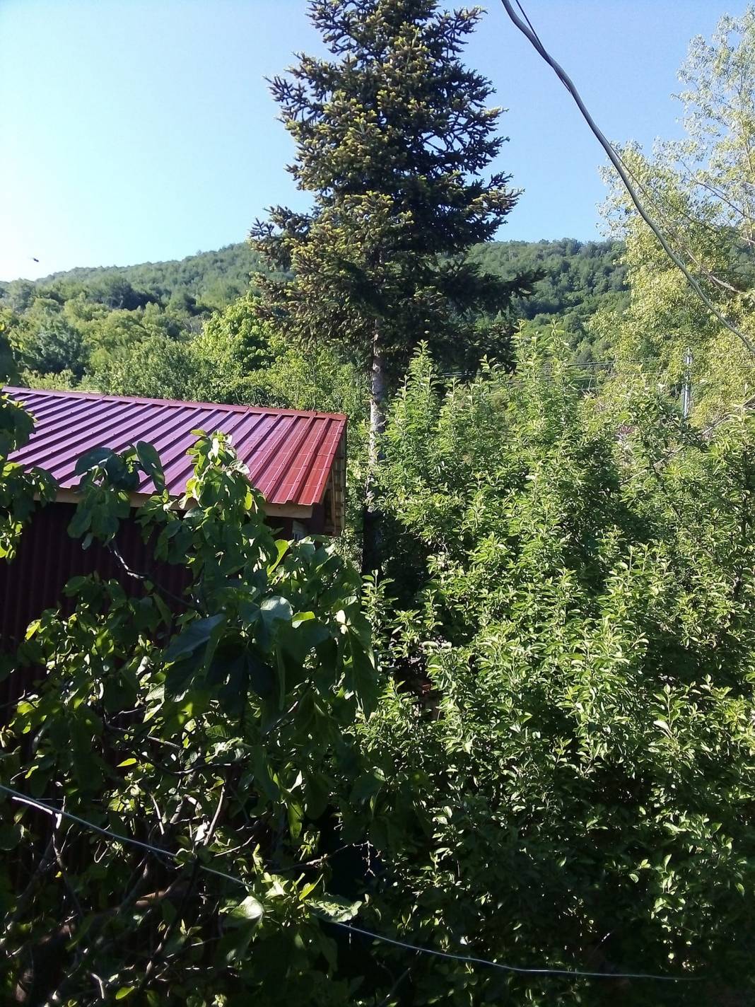 Ayancık Armutluyazı Köyü Resimleri 10