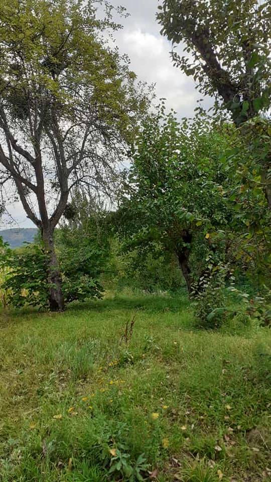 Ayancık Armutluyazı Köyü Resimleri 13